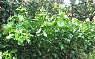 精選三紅蜜柚苗與紅心蜜柚苗，廠家直供，品質保障，歡迎批發(fā)洽談